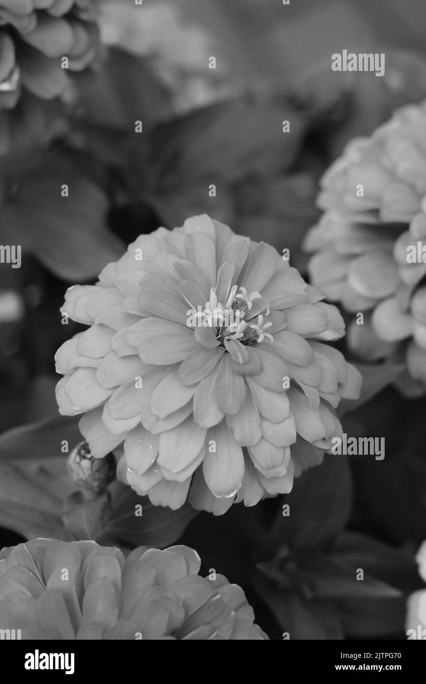 Bella estate zinnia fiore che cresce nei campi in bianco e nero monocromatico. Foto Stock