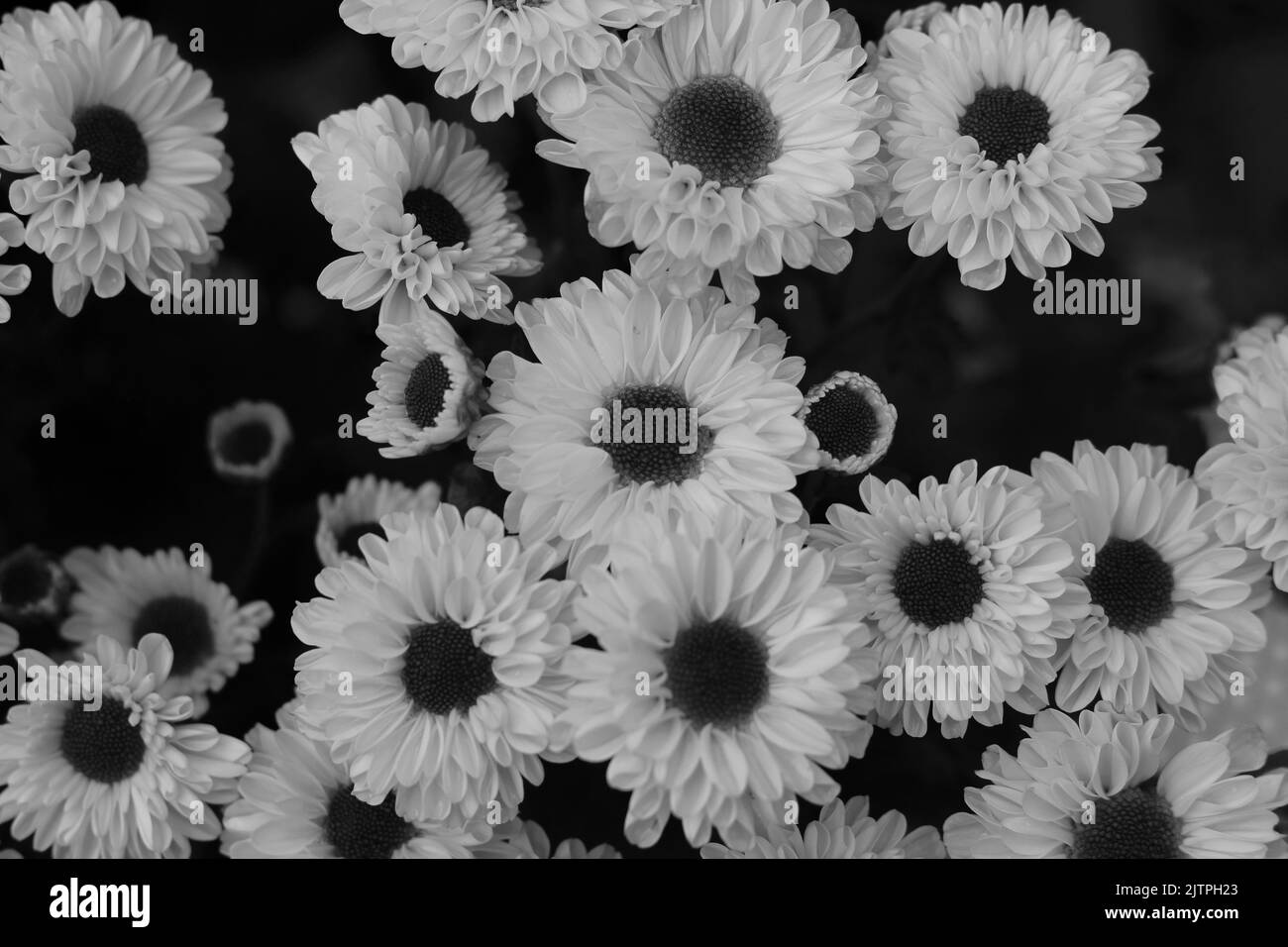 Bella vista dall'alto di molti girasoli che crescono nei campi in bianco e nero monocromatico. Foto Stock