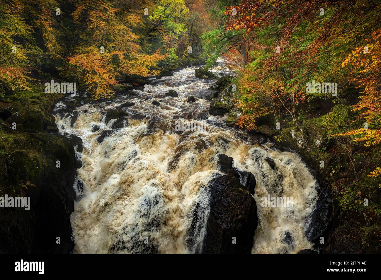 Cascate Black Linn sul fiume Braan, Perthshire, Scozia. Queste cadute sono abbastanza una vista in autunno, particolarmente dopo la pioggia. Aspetta Foto Stock