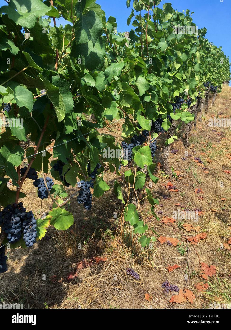 Blaue Trauben an einer Rebe, im Herbst, in der Ortenau Foto Stock
