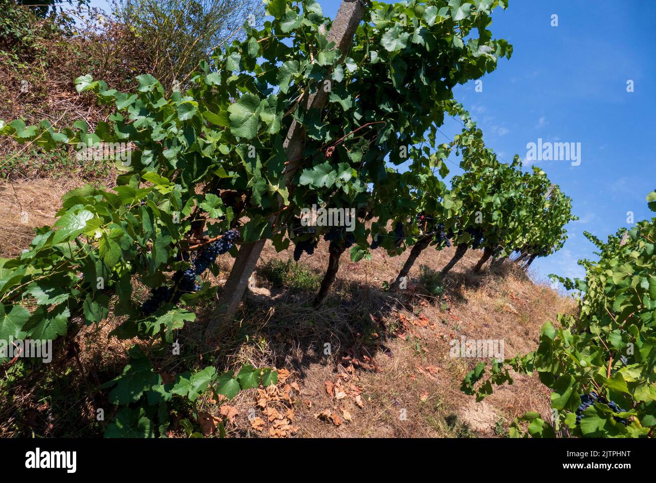 Blaue Trauben an einer Rebe, im Herbst, in der Ortenau Foto Stock