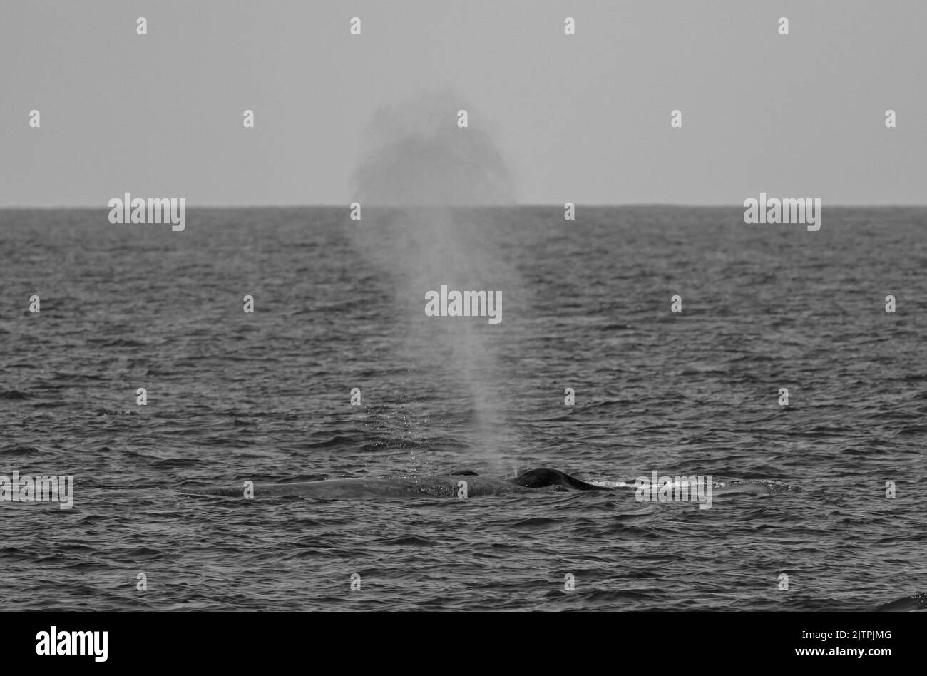 Balena nera e bianca; balena in bianco e nero; balena monocromatica; balena blu che soffia fuori acqua; balena buca; acqua che sputava acqua; balena che sputava acqua dal buco di soffio Foto Stock