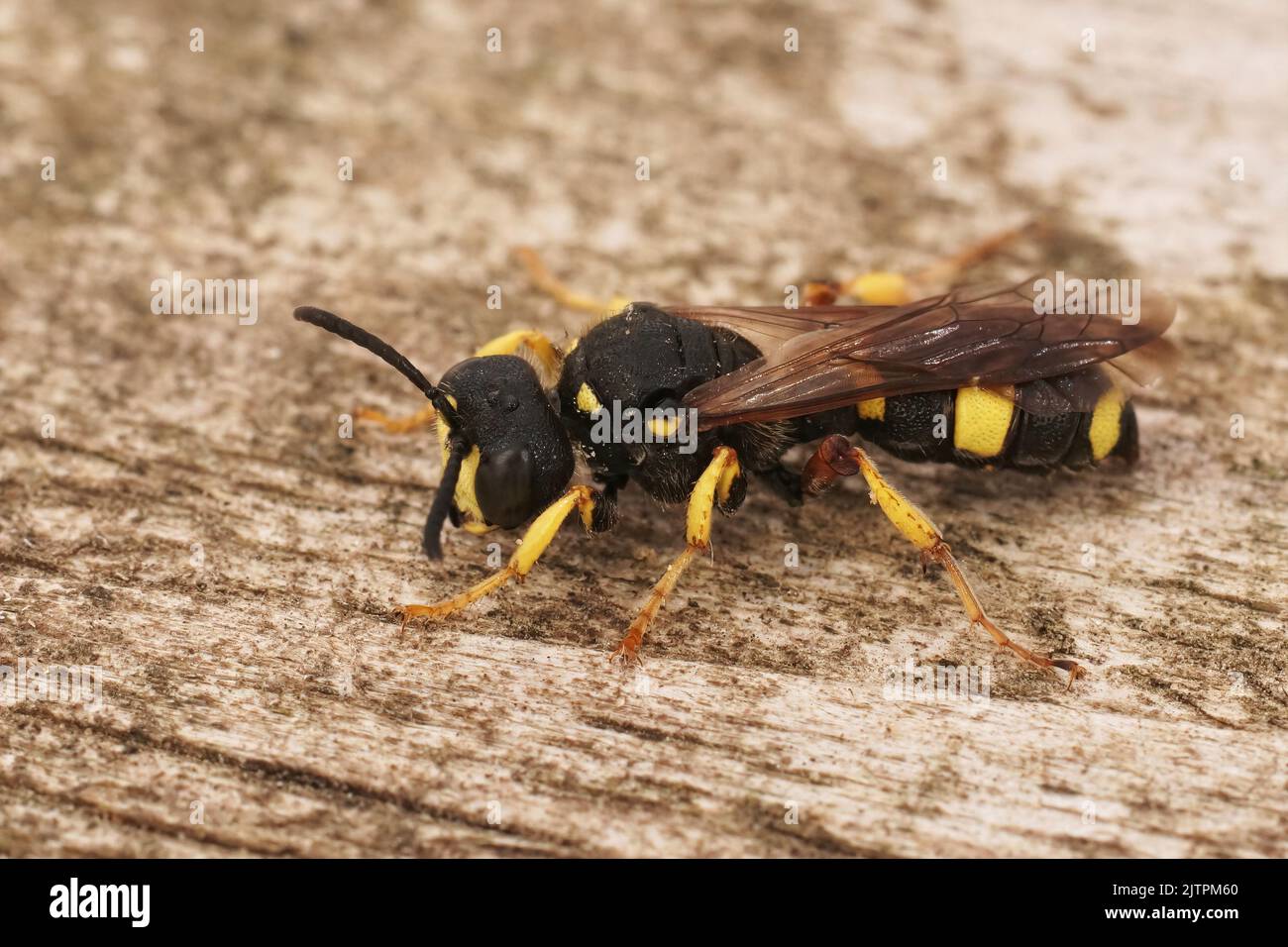 Dettaglio del primo piano su una vespa di scavatore a coda nera e gialla, Cerceris rybyensis Foto Stock