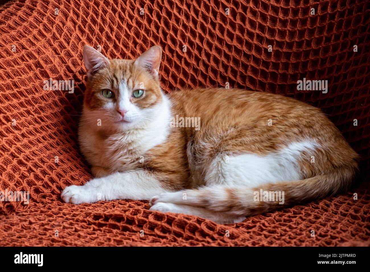 Adottato zenzero e gatto bianco tom con occhi verdi seduti sul tappeto arancione sulla sedia Foto Stock