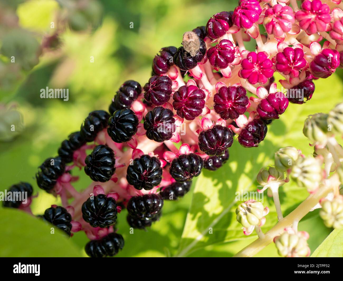 Phytolacca acinosa (Phytolaccaceae), primo piano. Erbe tradizionali cinesi e indiane con usi medicinali, focus selettivo Foto Stock