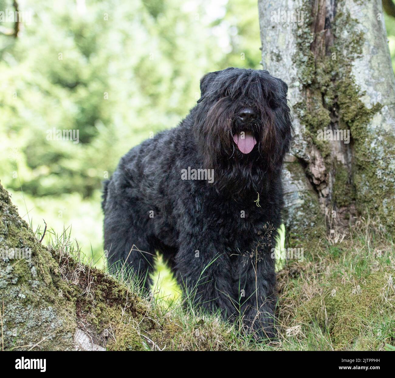 Bouvier Des Flandres Foto Stock