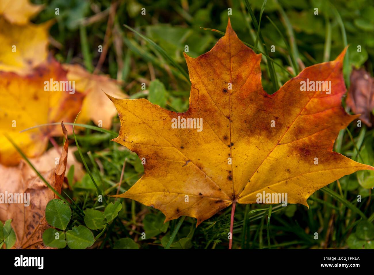 Scenario autunnale Foto Stock