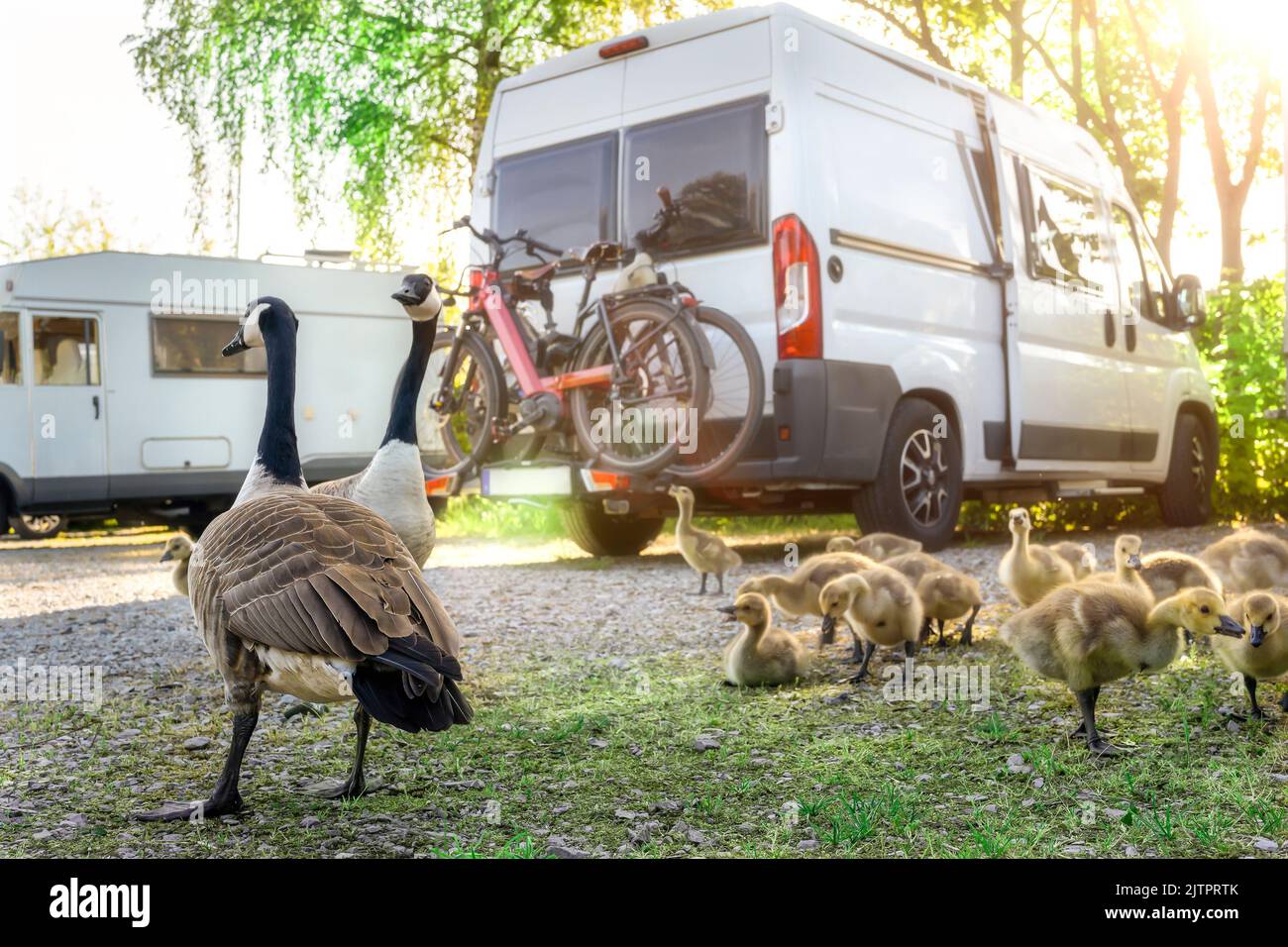 Con il camper in primavera su un parcheggio in Germania. All'alba una famiglia di anatre con i pulcini viene vicino. Foto Stock