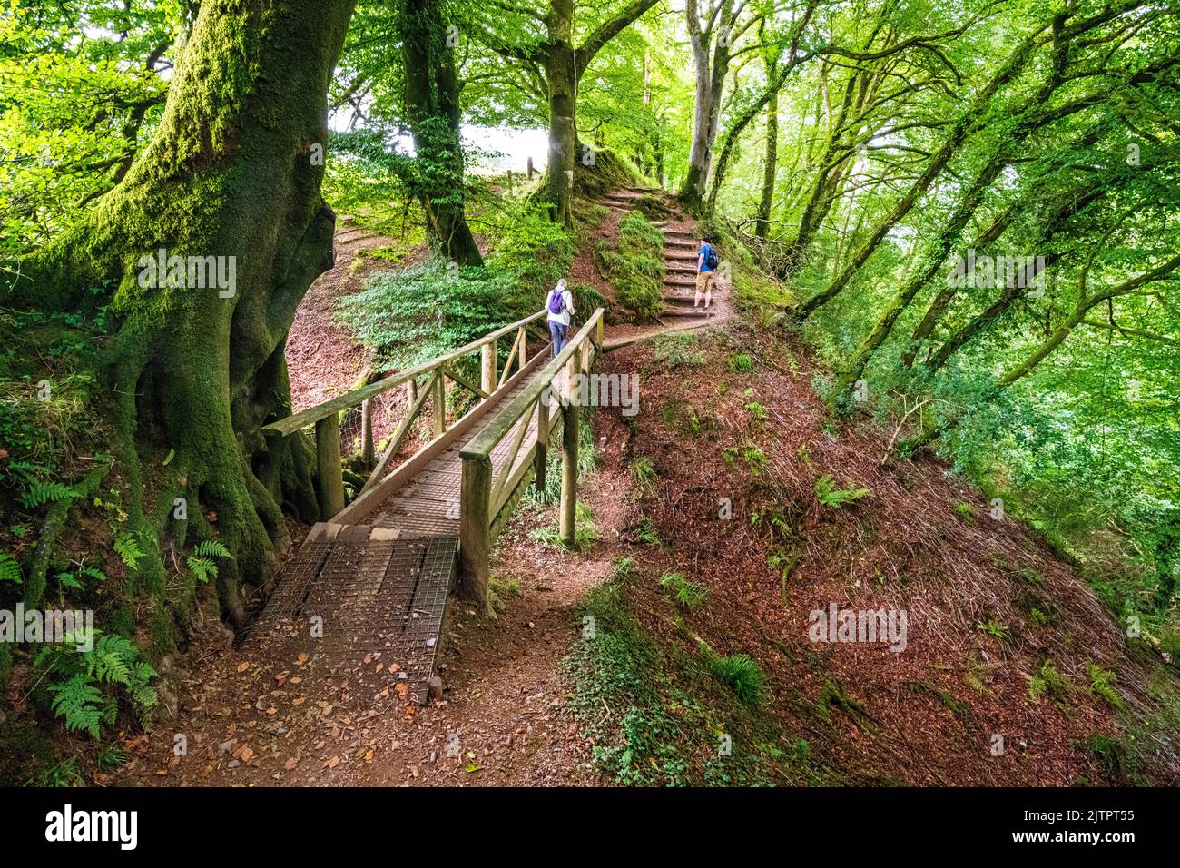 Gli escursionisti che si godono la passeggiata nel bosco a Lydford Gorge, Lydford, Devon, Regno Unito. Foto Stock