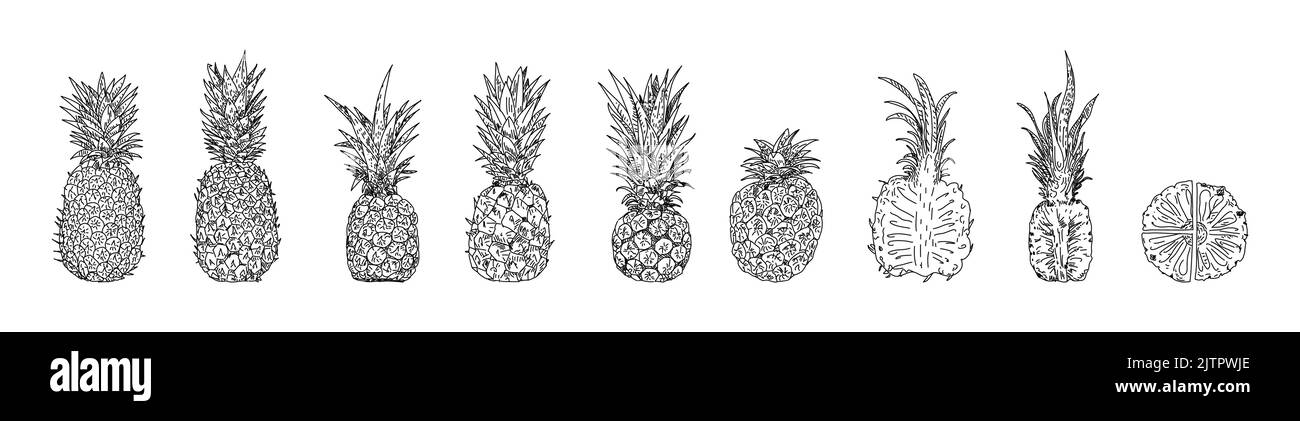 Illustrazioni vettoriali disegnate a mano con ananas. Prodotto del mercato agricolo. Oggetti stile incisi a base di erbe. Mangiare sano. Illustrazione di cibo organico. Pin isolato Illustrazione Vettoriale