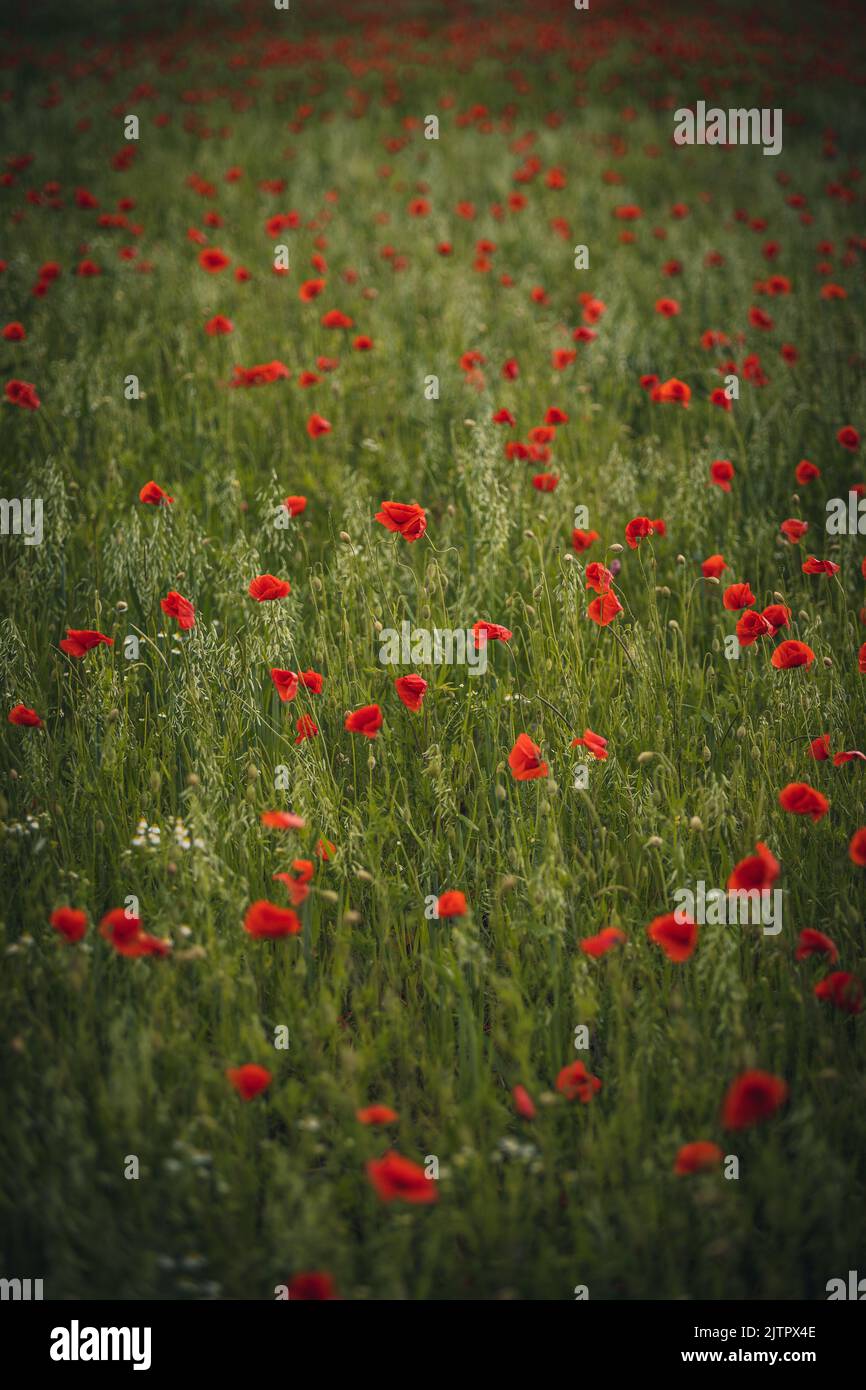 Un bel prato verde con papaveri rossi in un colpo verticale Foto Stock