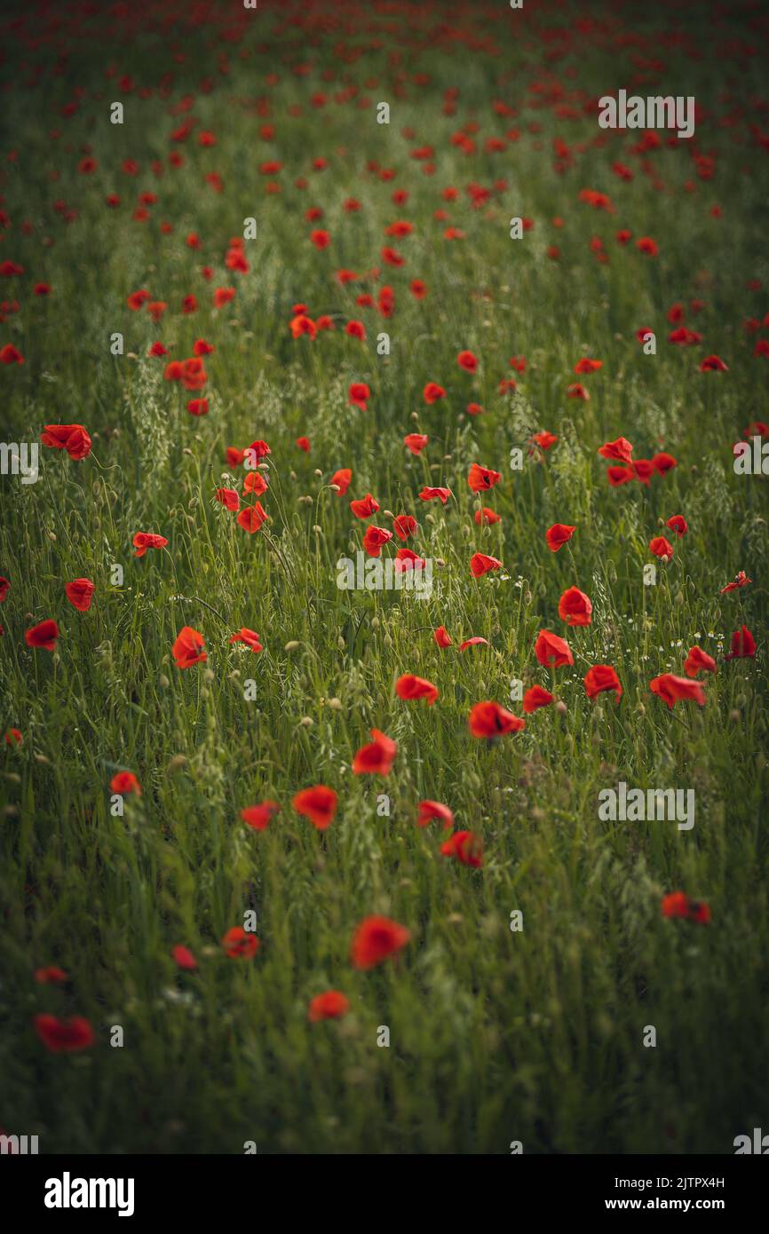 Un bel prato verde con papaveri rossi in un colpo verticale Foto Stock