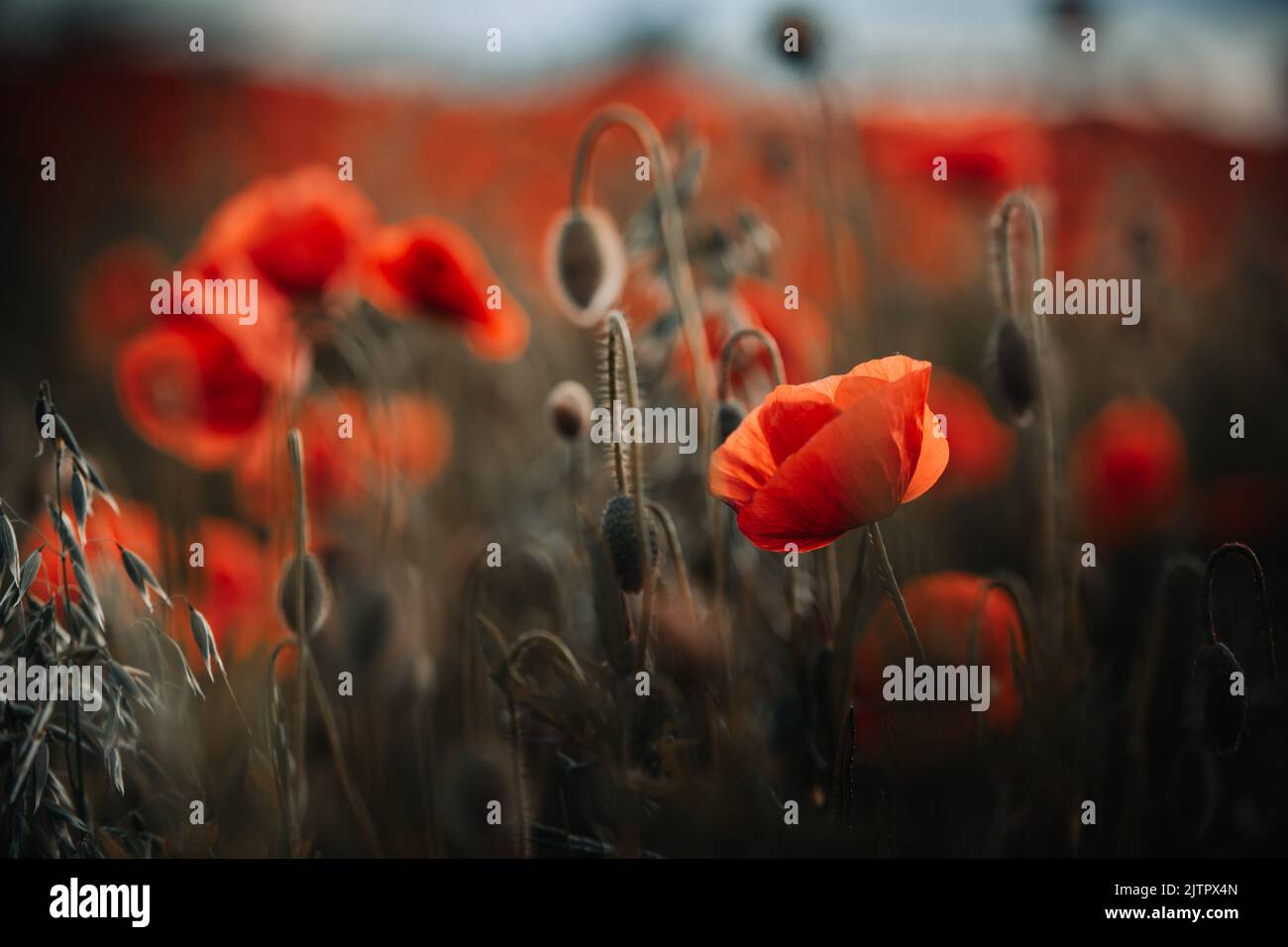 Papaveri rossi che crescono in un bel prato verde Foto Stock