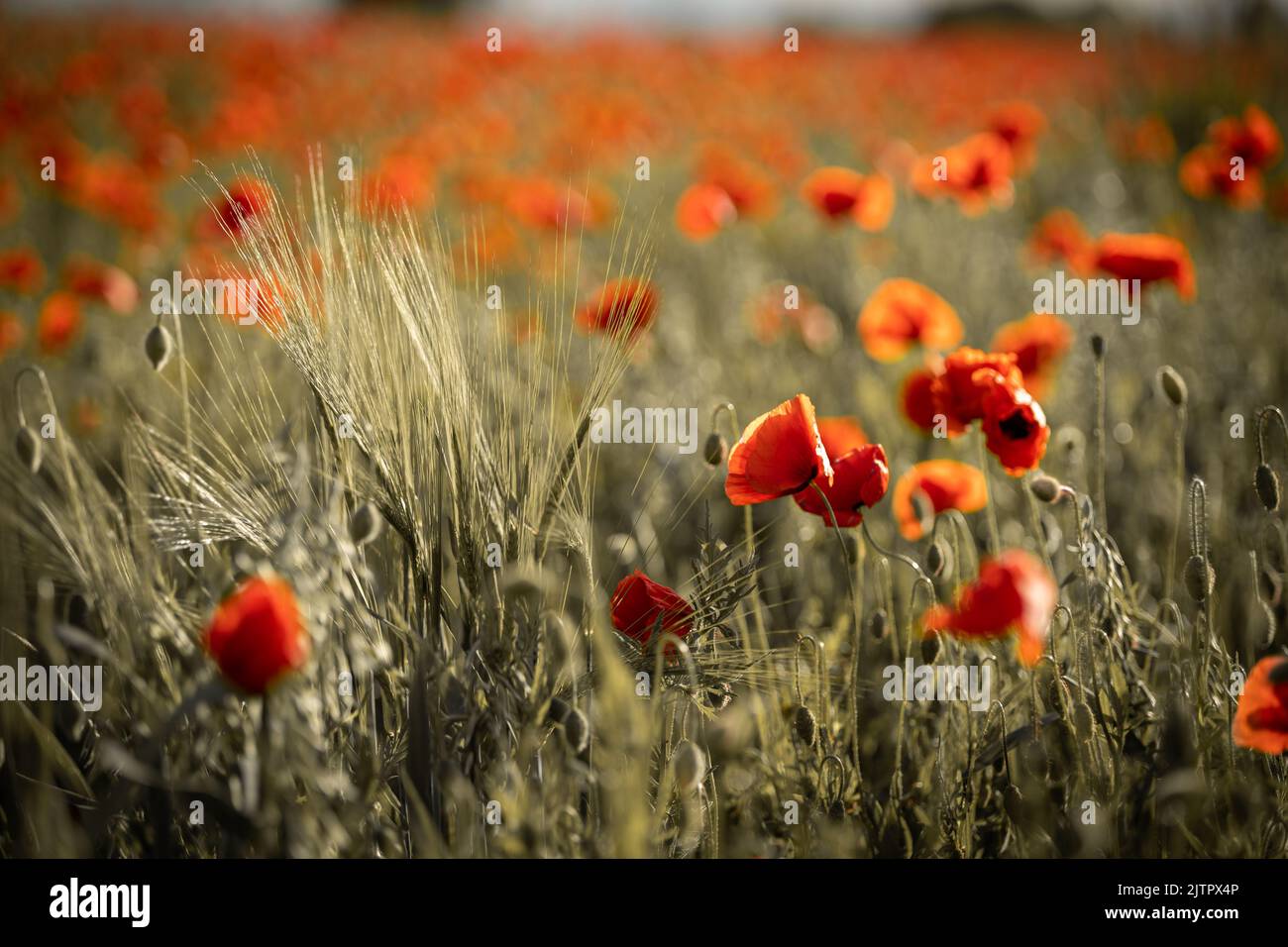 Papavero rosso che cresce in un campo Foto Stock