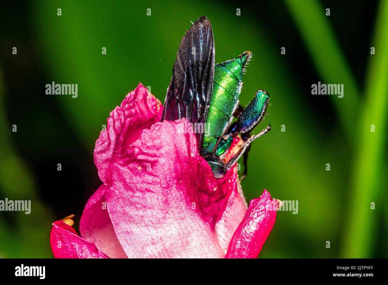 Orchidea colorata o Exaerete su un fiore tropicale rosso. Incredibile fauna brasiliana. Famiglia Euglossini.. Foto Stock