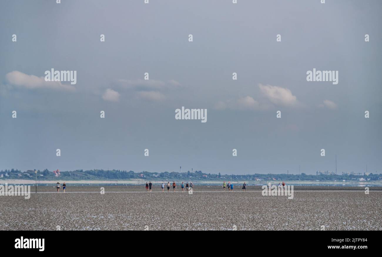 Passeggiate nel mare di wadden, zona UNESCO, fino all'Isola di Langli, vicino Esbjerg Danimarca Foto Stock