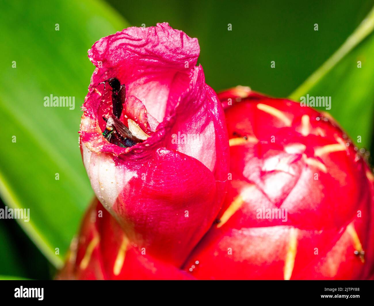 Orchidea colorata o Exaerete su un fiore tropicale rosso. Incredibile fauna brasiliana. Famiglia Euglossini.. Foto Stock