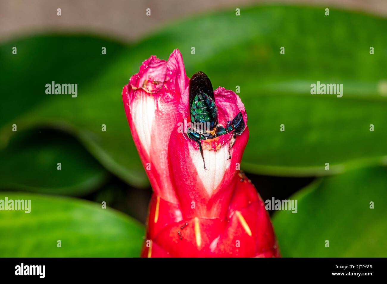 Orchidea colorata o Exaerete su un fiore tropicale rosso. Incredibile fauna brasiliana. Famiglia Euglossini.. Foto Stock