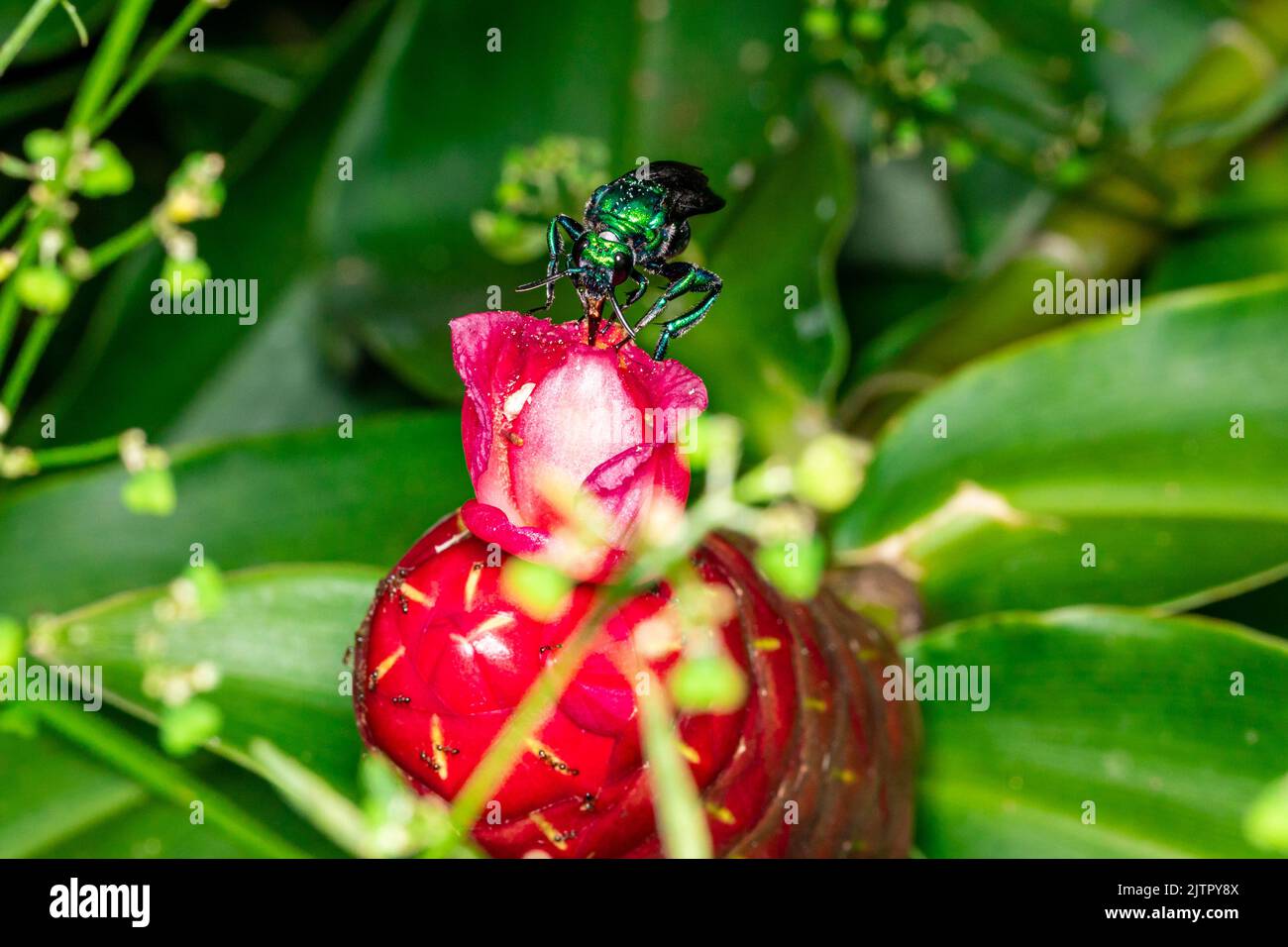 Orchidea colorata o Exaerete su un fiore tropicale rosso. Incredibile fauna brasiliana. Famiglia Euglossini.. Foto Stock