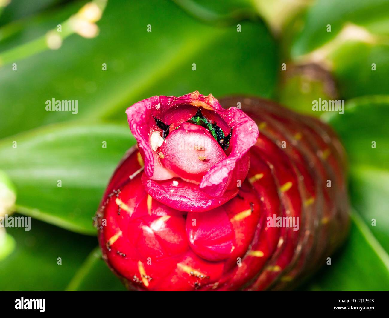 Orchidea colorata o Exaerete su un fiore tropicale rosso. Incredibile fauna brasiliana. Famiglia Euglossini.. Foto Stock