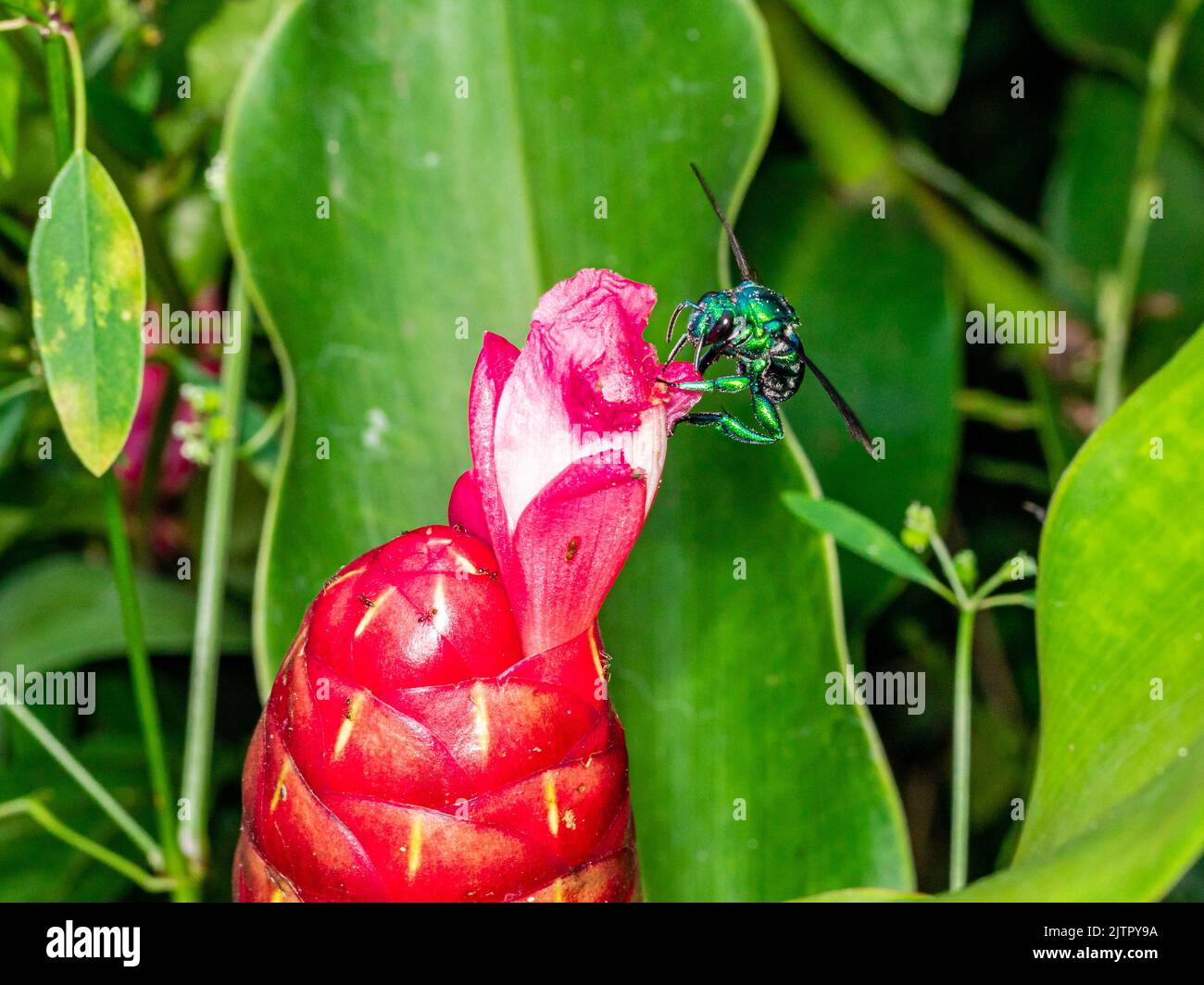 Orchidea colorata o Exaerete su un fiore tropicale rosso. Incredibile fauna brasiliana. Famiglia Euglossini.. Foto Stock