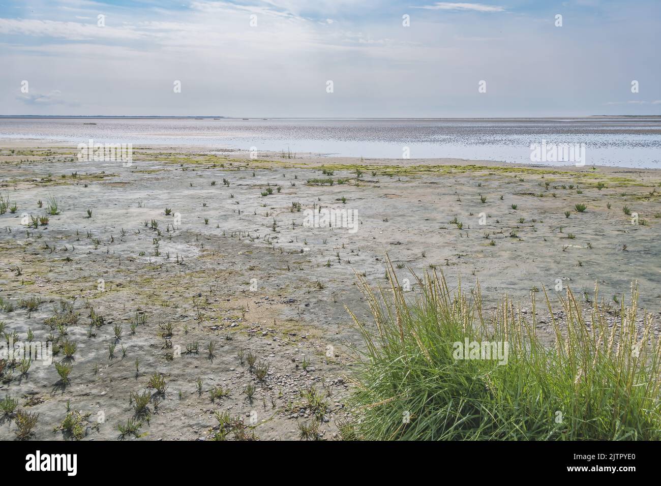 Wadden mare zona UNESCO sull'isola di Langli, vicino Esbjerg Danimarca Foto Stock