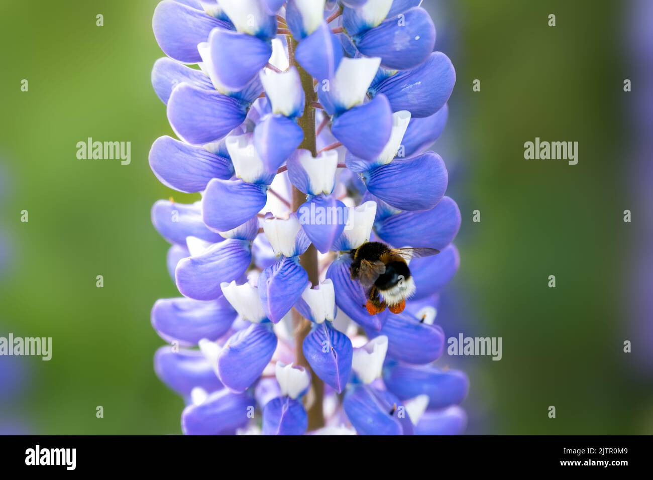 Bombus lucorum e bumblebee dalla coda bianca su un lupino o lupinus blu e bianco, primo piano Foto Stock