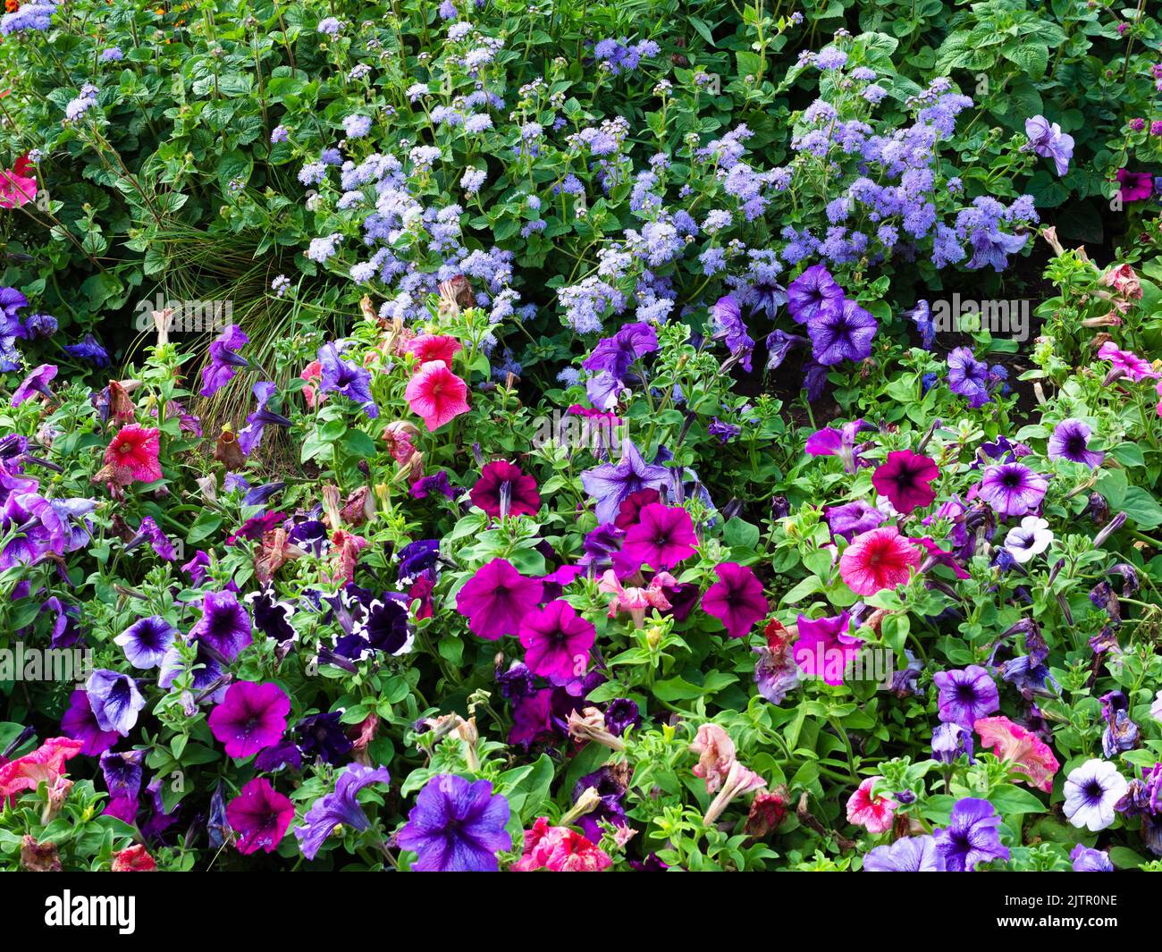 lussureggiante all'aperto fiorito con fiori viola e blu nei giorni estivi Foto Stock