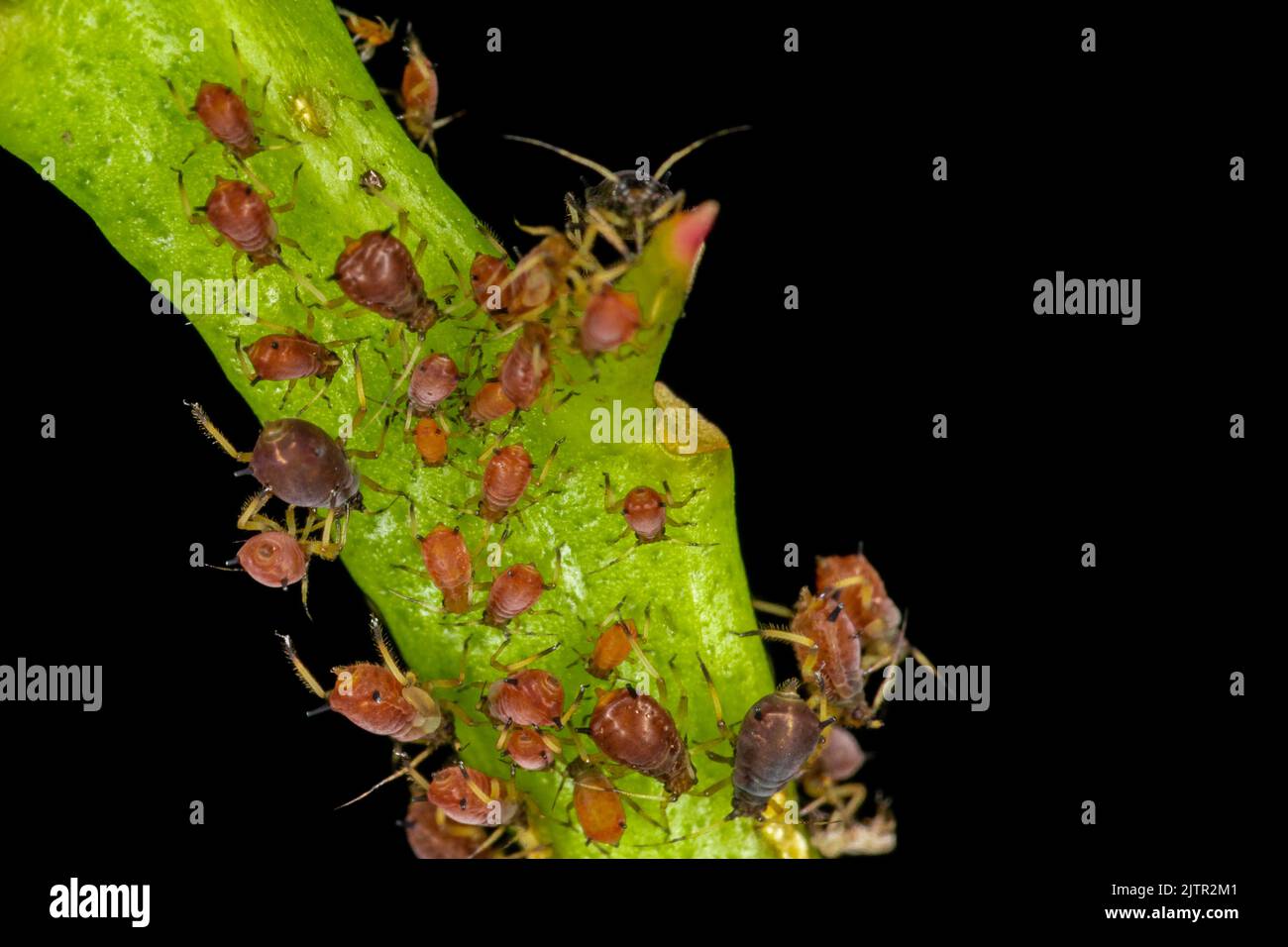 Afidi o pidocchi di pianta sono insetti piccoli che alimentano su linfa di pianta, la superfamiglia di afidid, o Aphidoidea. Foto Stock