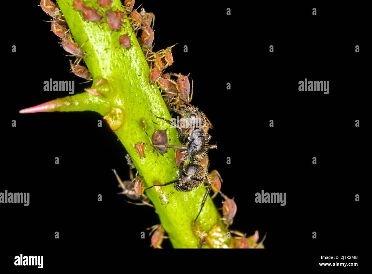 Afidi o pidocchi di pianta sono insetti piccoli che alimentano su linfa di pianta, la superfamiglia di afidid, o Aphidoidea. Foto Stock