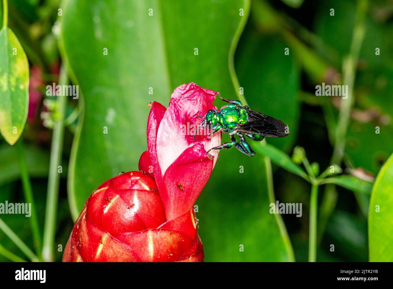 Orchidea colorata o Exaerete su un fiore tropicale rosso. Incredibile fauna brasiliana. Famiglia Euglossini Foto Stock