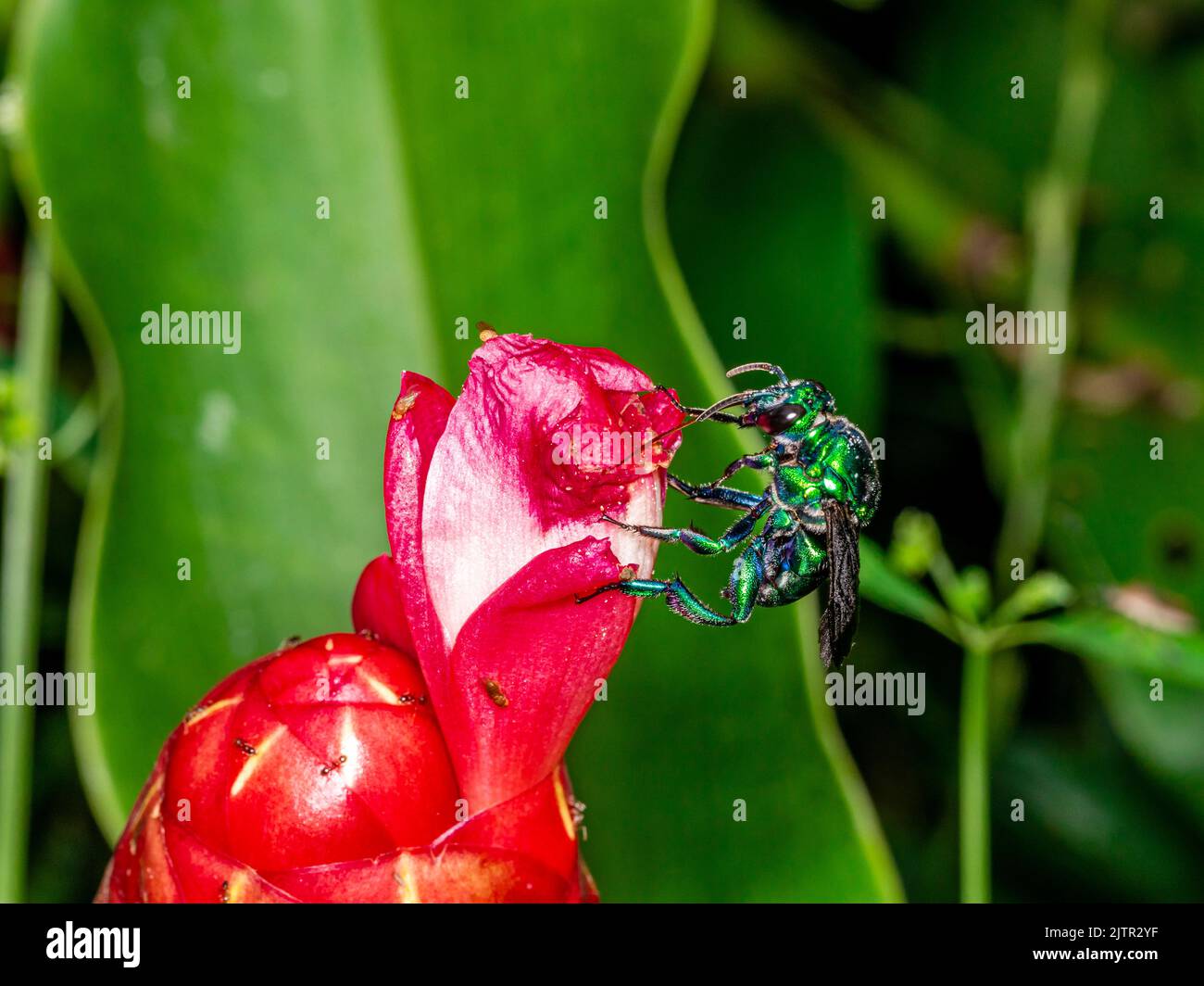 Orchidea colorata o Exaerete su un fiore tropicale rosso. Incredibile fauna brasiliana. Famiglia Euglossini Foto Stock