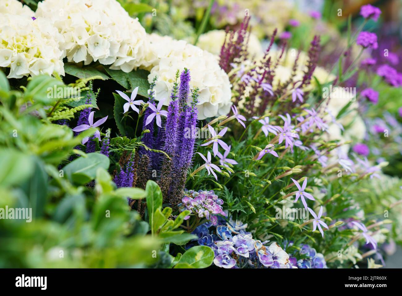 Fiori viola e bianchi Foto Stock