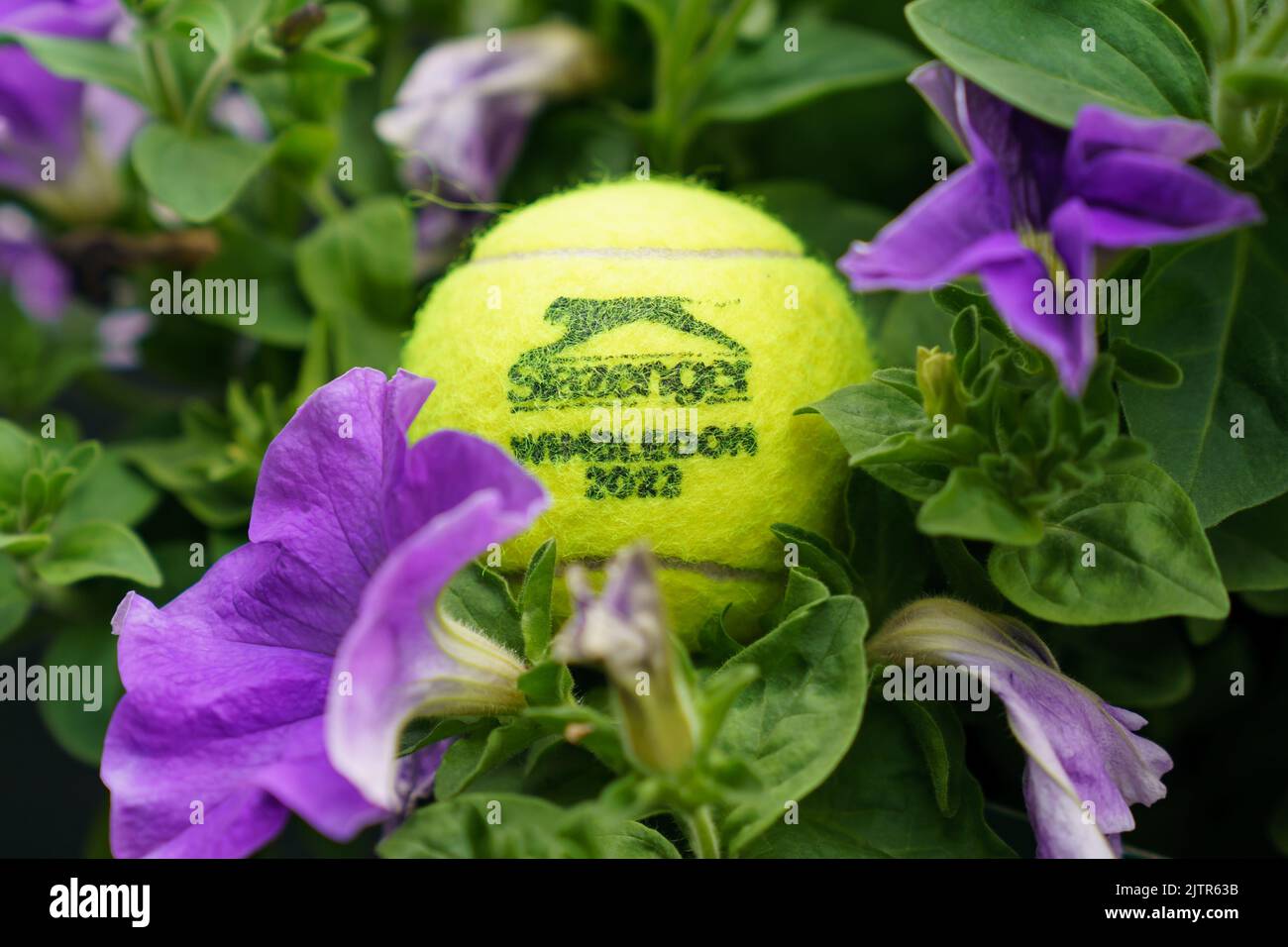 Wimbledon 2022 palla da tennis nel torneo Hydragea fiori trovati in loco Foto Stock