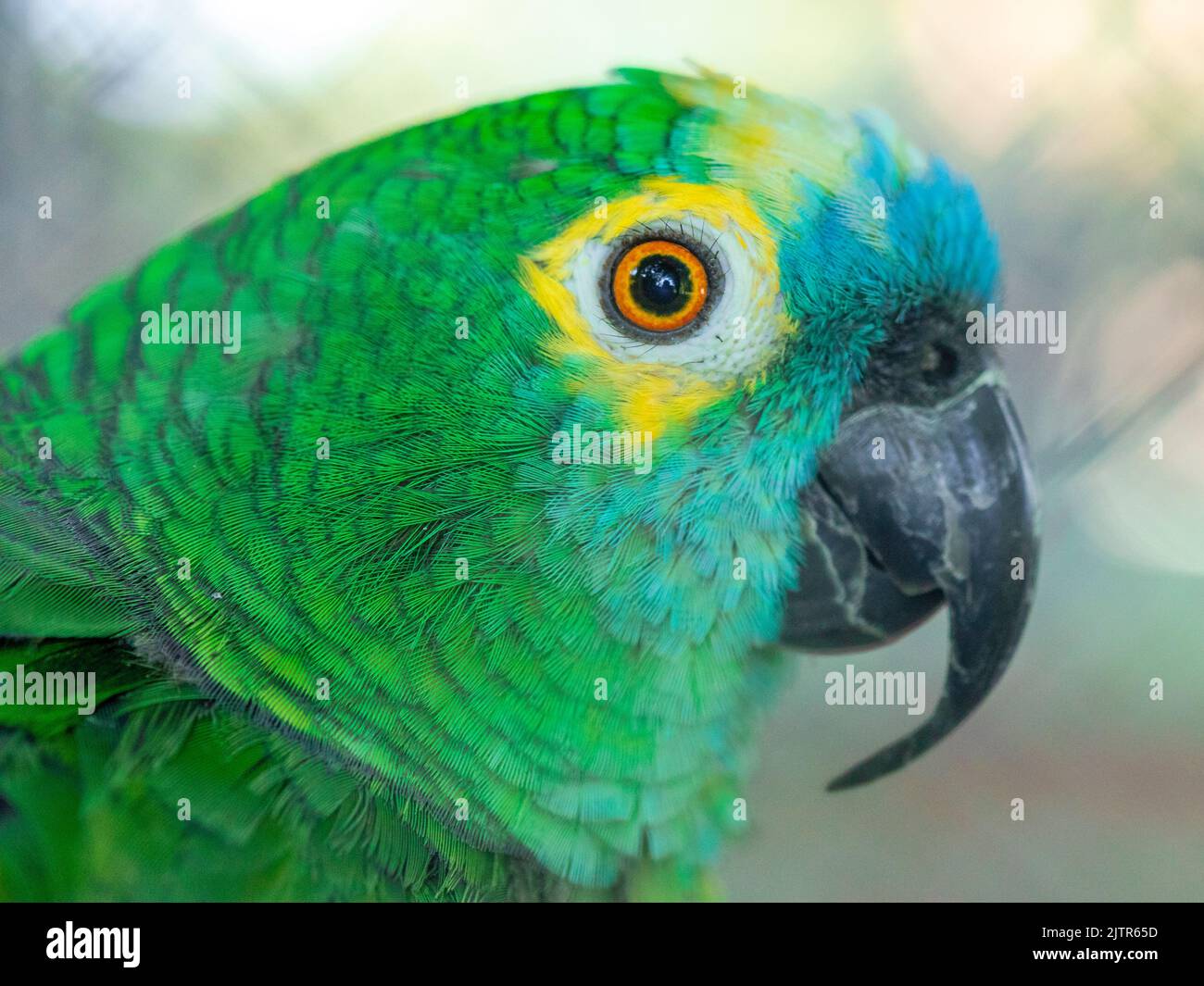 L'amazzonia con la parte turchese (Amazona aestiva), chiamata anche pappagallo con la parte turchese, l'amazzonia con la parte blu e il pappagallo con la parte blu in bianco Foto Stock