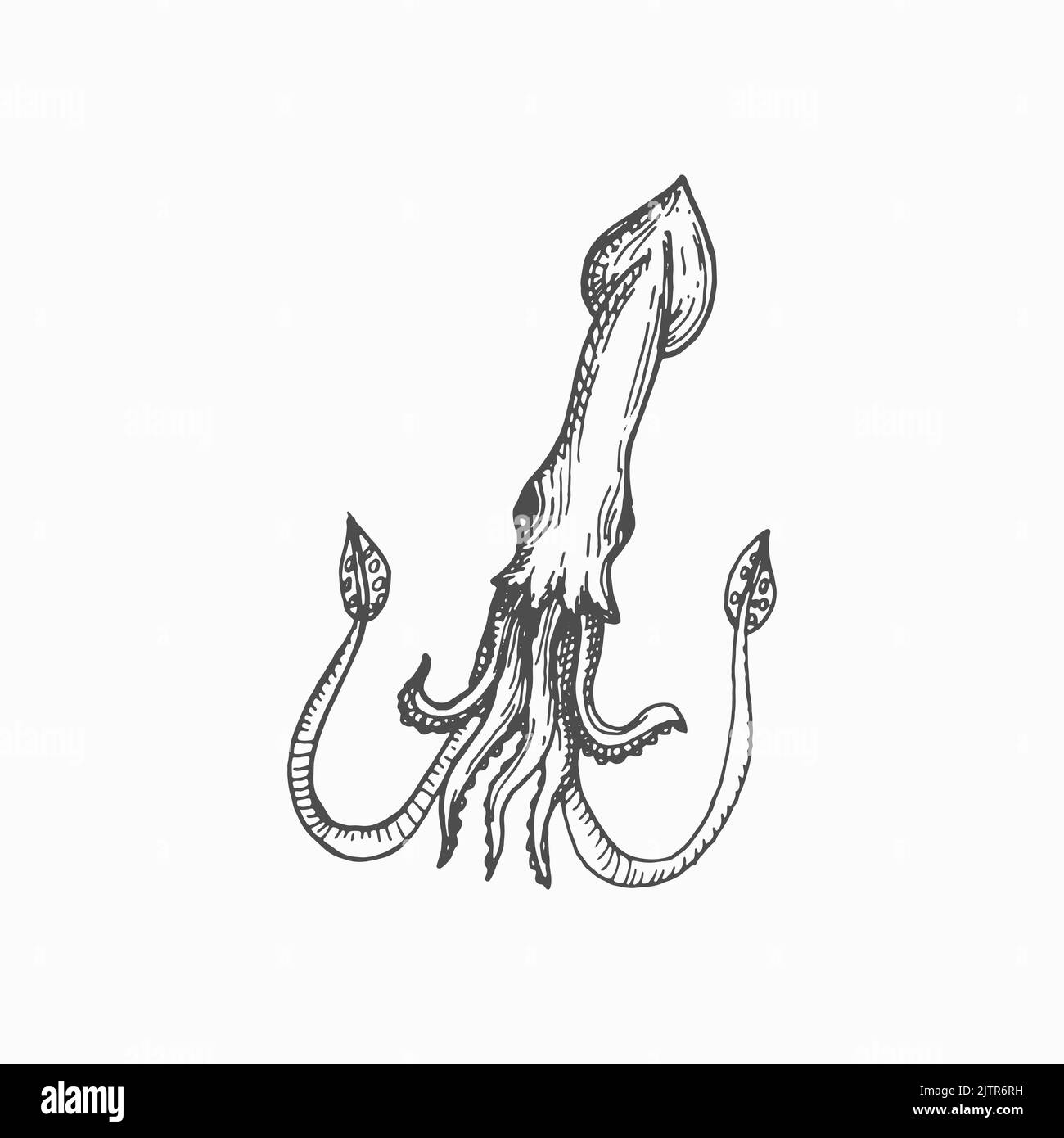 Calamari seppie giganti Cephalopods molluschi gancio-calamari isolato disegnato a mano schizzo. Mascotte vettoriale subacquea carattere, frutti di mare. Animale acquatico con corpo allungato, occhi grandi e otto braccia Illustrazione Vettoriale
