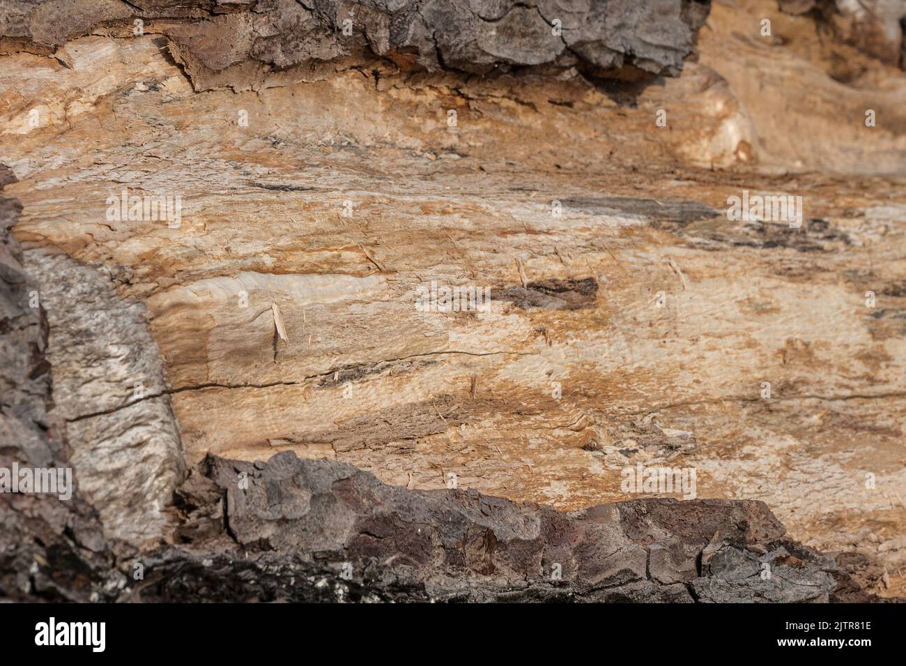 Albero strippato Bark danneggiato da scoiattoli grigi Foto Stock