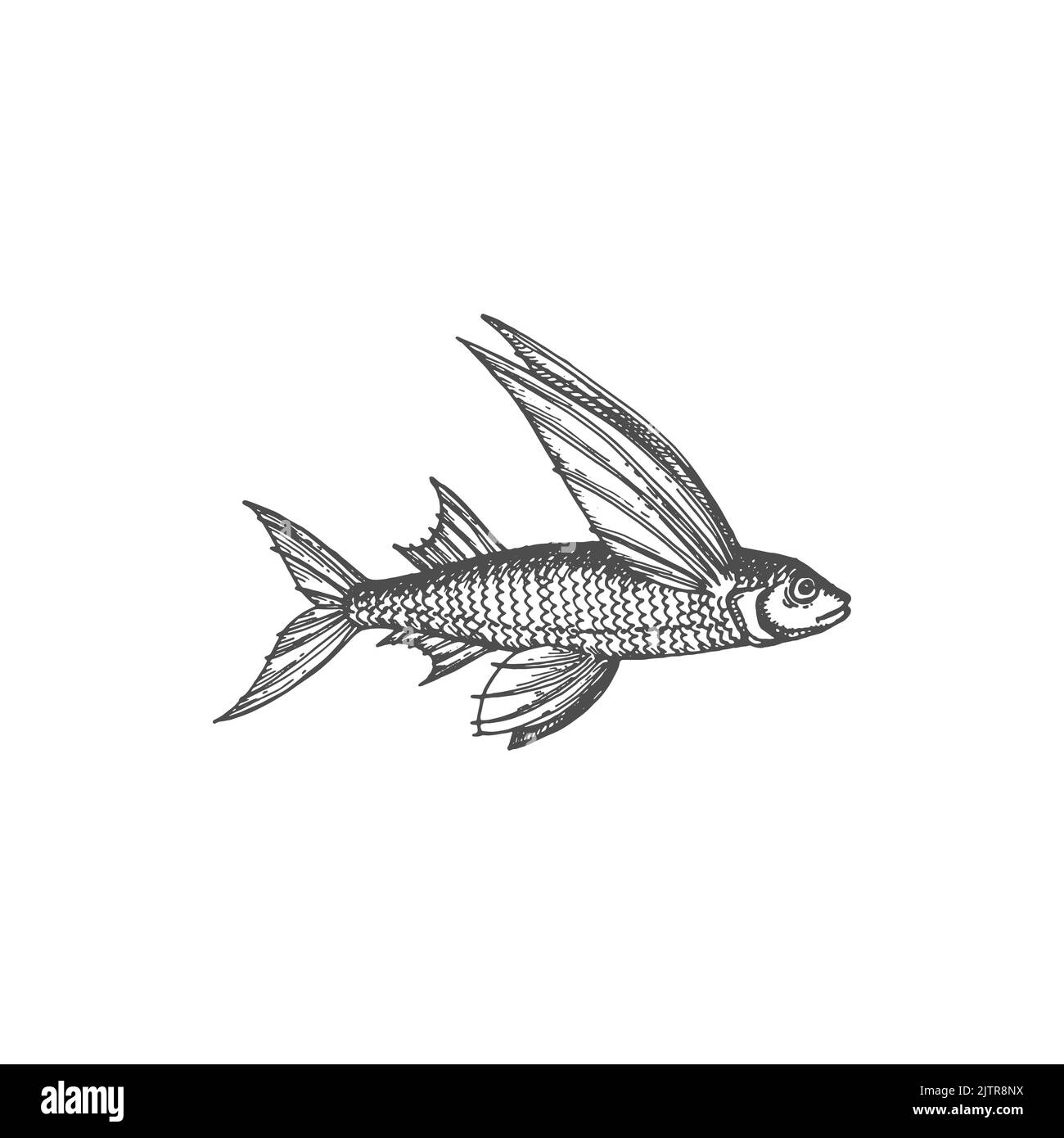 Flying merluzzo pesce isolato vintage strano animale marino monocromatico icona schizzo. Vettore rara creatura oceanica di mare profondo, uccelli con ali, pesci acquatici volanti. Strano animale subacqueo con pinne Illustrazione Vettoriale