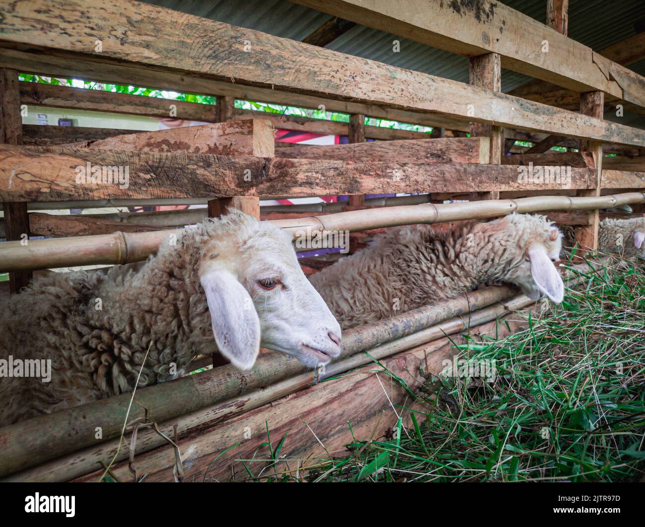 Capre tradizionali che sono di solito gestite dalla comunità sull'isola di Giava come piccole e medie imprese Foto Stock