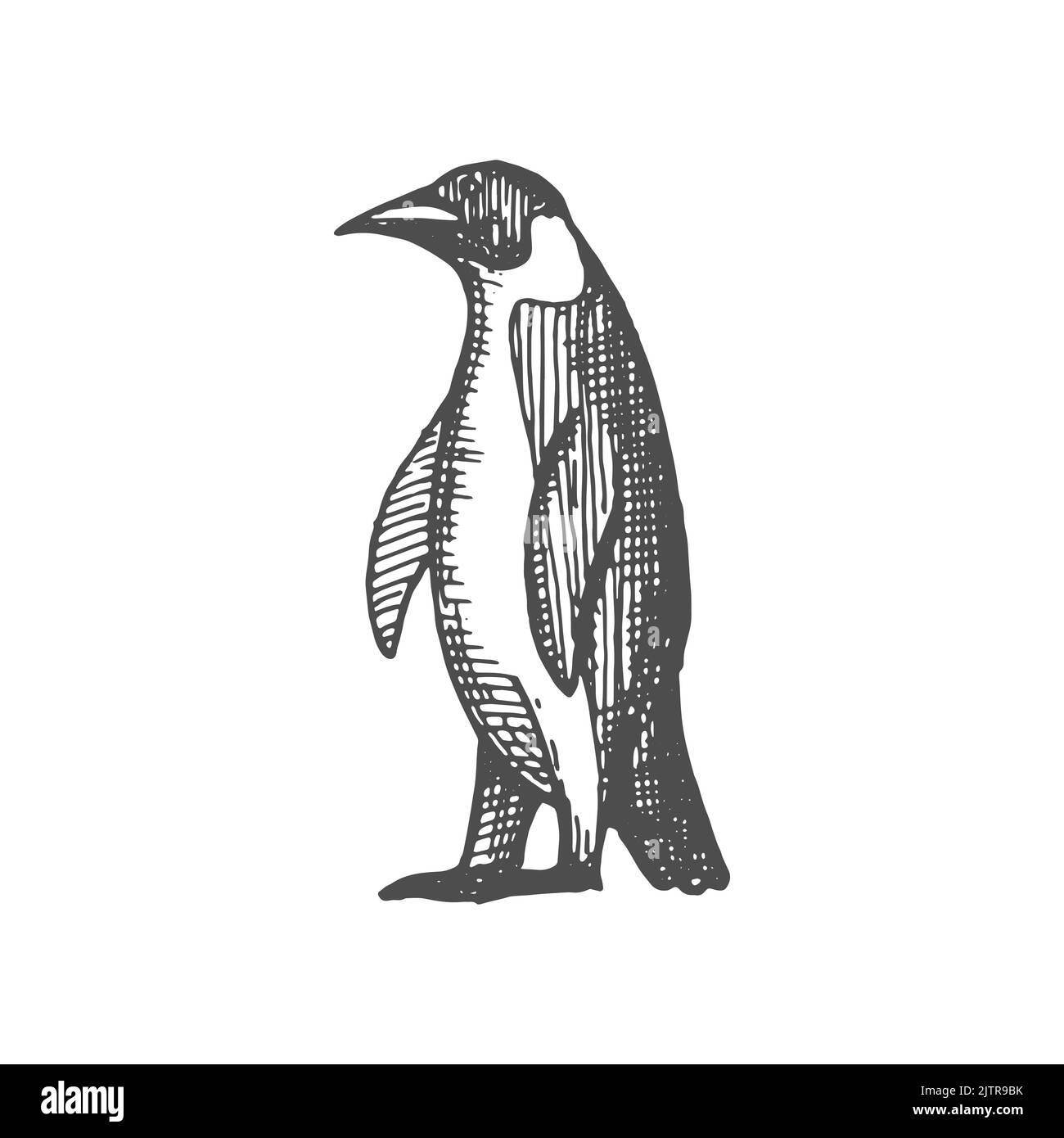 Icona di schizzo monocromatico isolata del pinguino dell'imperatore. Vector grande sciabica senza luce dell'emisfero meridionale, con alette pinne per nuotare sott'acqua. Animale pinguino re, creatura gentoo atlantico Illustrazione Vettoriale