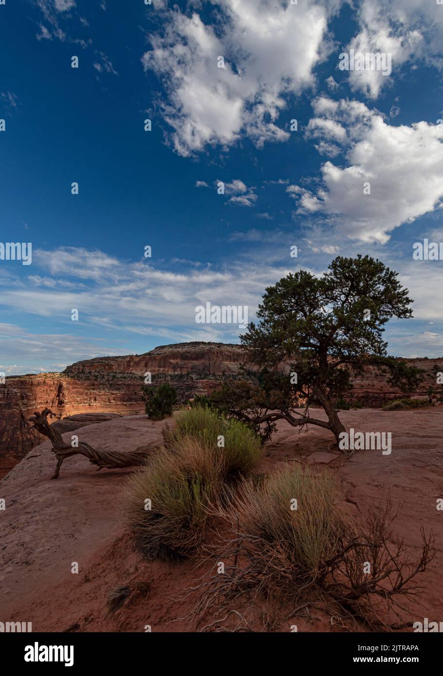 Il deserto dello Utah ha una flora unica, il Canyonlands National Park, la contea di San Juan, Utah Foto Stock