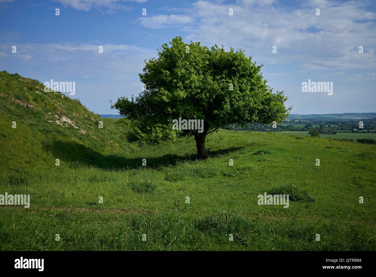 I clumps di Wittenham sono un paio di colline boscose di gesso nella valle del Tamigi, nella parrocchia civile di Little Wittenham, Oxfordshire. Foto Stock