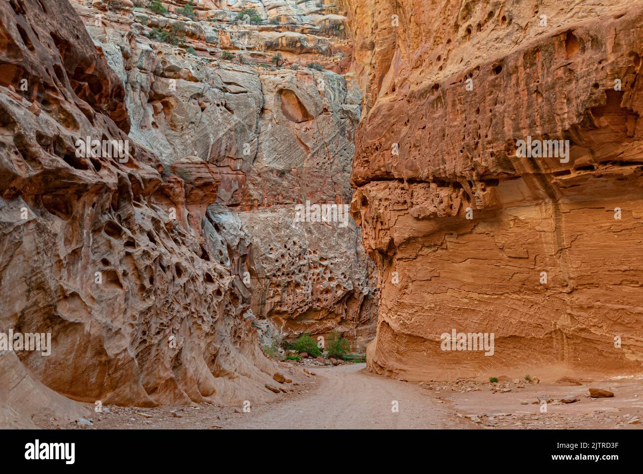 Le buche scolpite in gruppi stretti dominano le alture inferiori di Capitol Gorge, Capitol Reef National Park, Wayne County, Utah Foto Stock