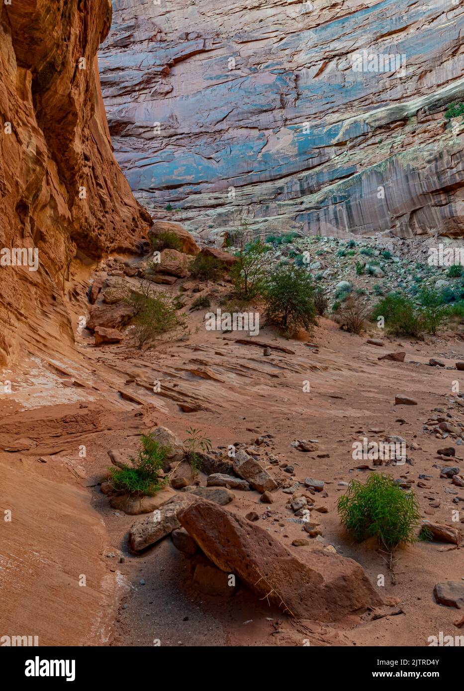 Arenaria rossa/arancione Entrada contrasta con la flora desertica e la vernice desertica sulle pareti del canyon, il Capitol Reef National Park, Wayne County, Utah Foto Stock