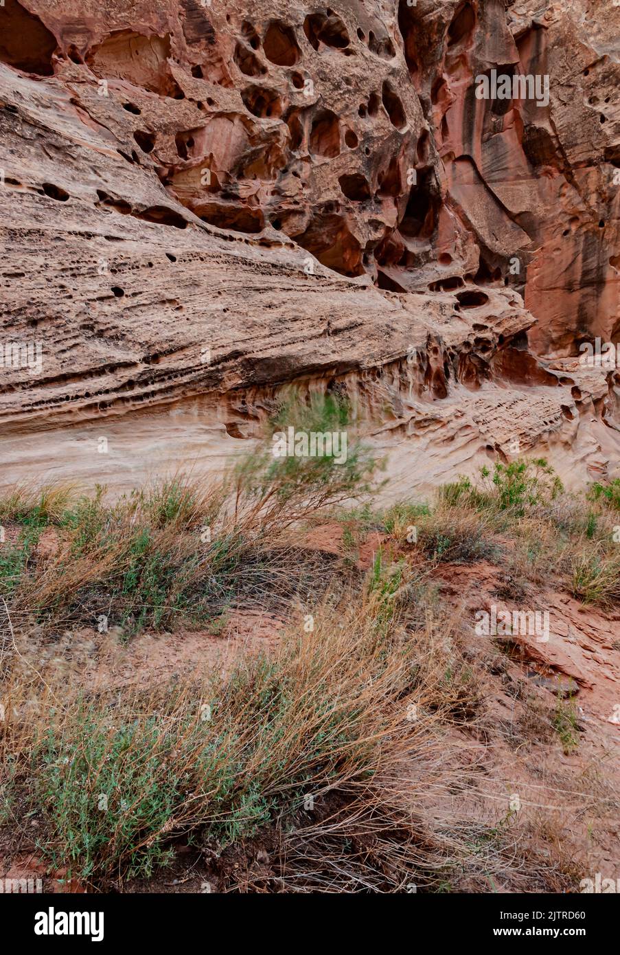 I modelli di erosione sono visibili nelle pareti rocciose di Capitol Gorge, Capitol Reef National Park, Wayne County, Utah Foto Stock