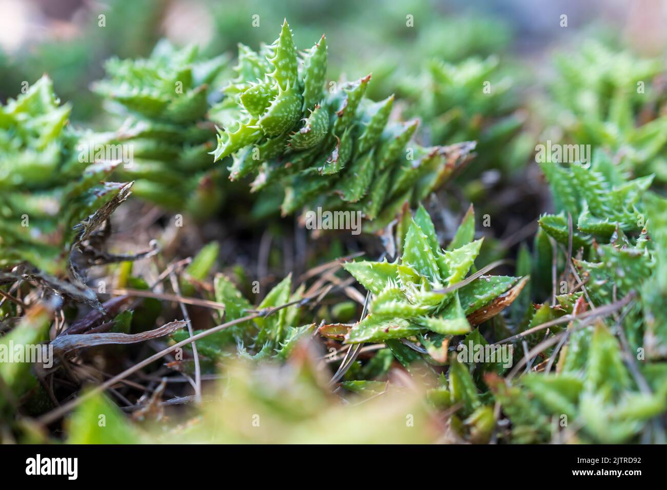 Aloe vera cresce nel giardino, nitidezza selettiva Foto Stock