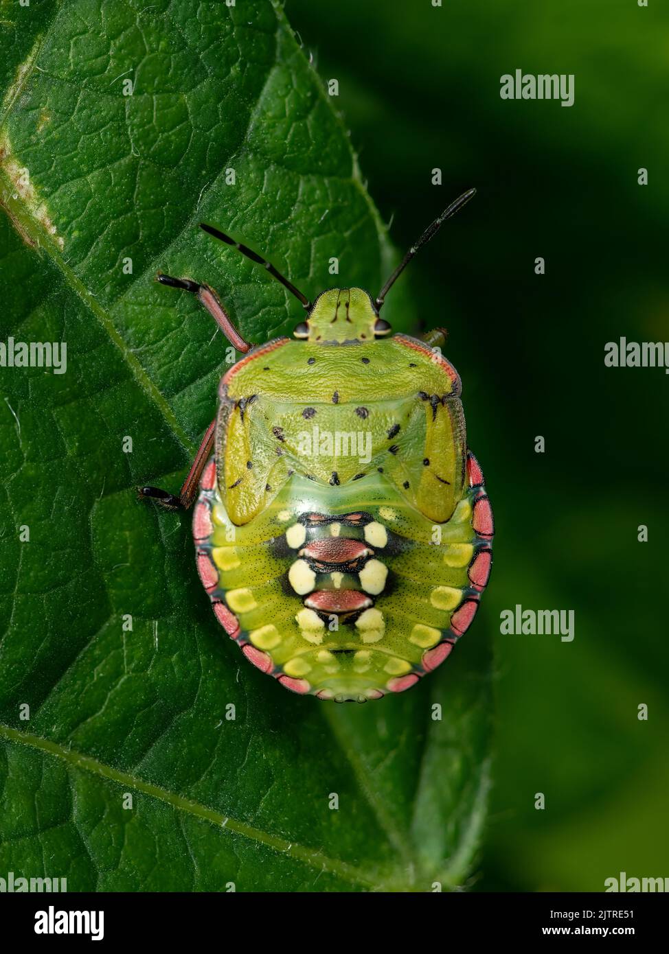 Uno scudo Verde Meridionale (Nezara viridula) seduto su una foglia, quinto instar Foto Stock