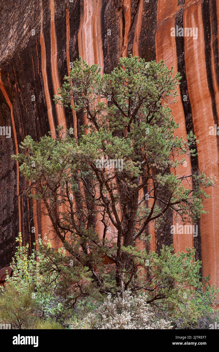 Un Pinyon Pine si distingue contro una parete di roccia rossa colorata con strisce di vernice del deserto (manganese), Capitol Reef Gorge, Capitol Reef National Park, Wa Foto Stock