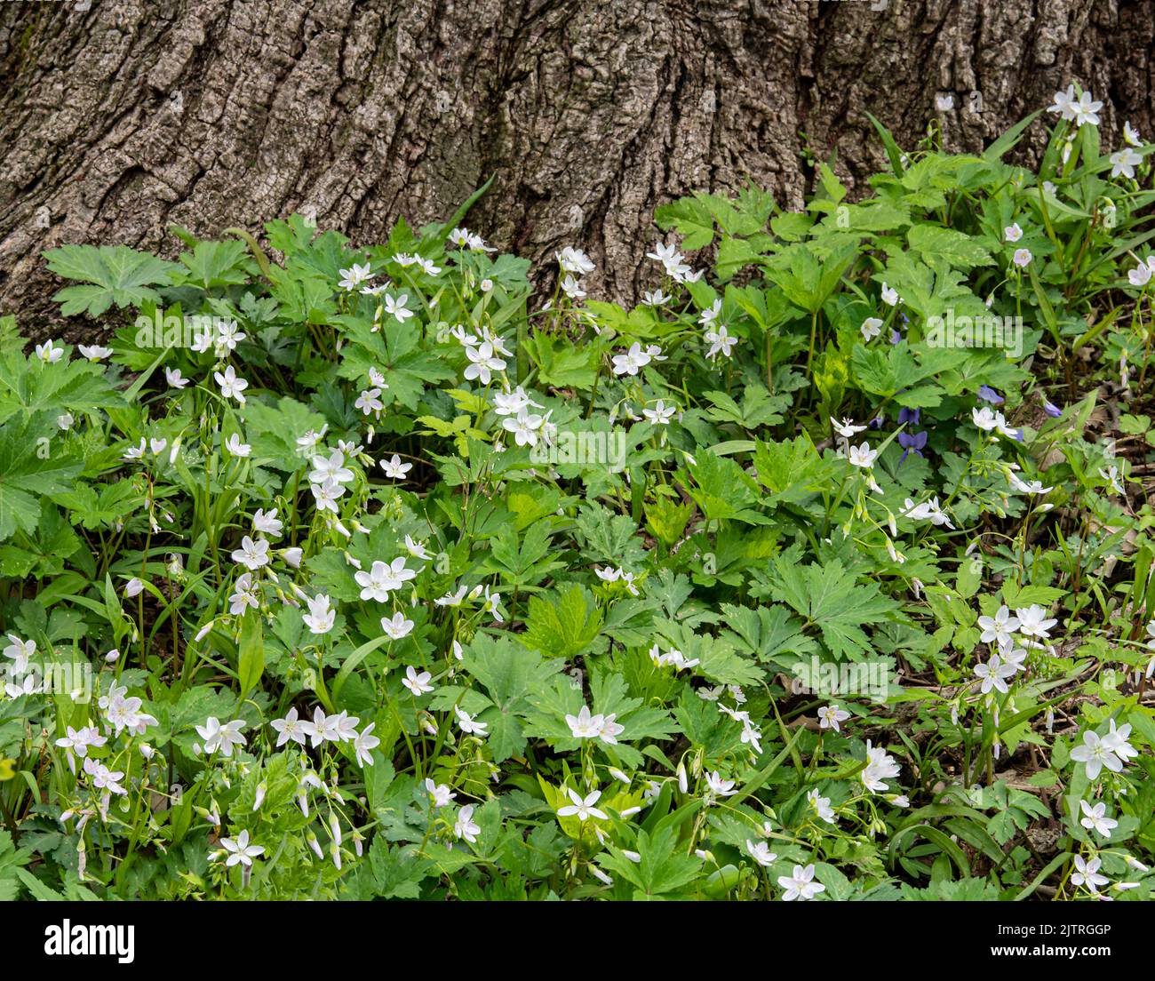 La bellezza primaverile si diffonde sotto un grande tronco di albero alla riserva forestale di McKinley Woods nella contea di Will, Illinois Foto Stock