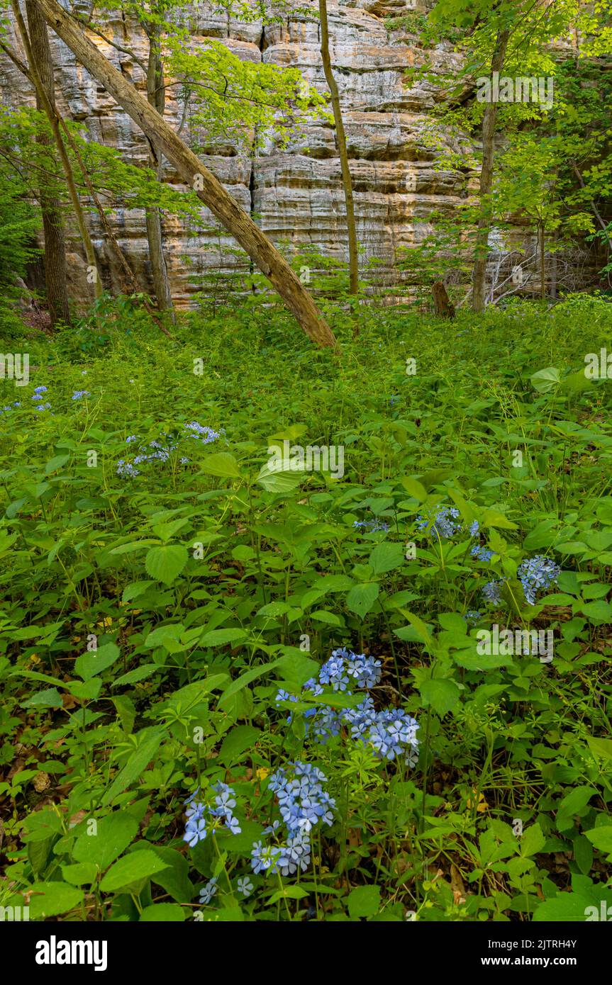 Woodland Phlox (Phlox divaricata) è un effimero di primavera comune, visto qui contro il muro del Canyon dell'Illinois, Starved Rock state Park, LaSalle County, i Foto Stock